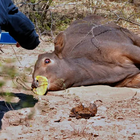 Rabia en el NEA: confirman focos en Corrientes y Misiones y refuerzan controles sanitarios