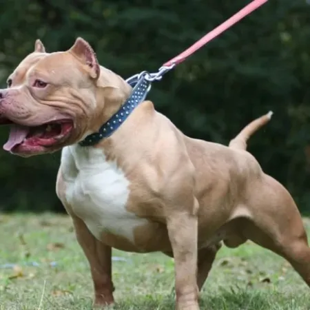 Una niña de 5 años fue atacada por un pitbull en Esquina y debió ser derivada a Corrientes