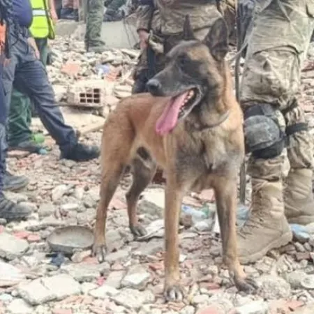Bart, el perro rescatista argentino que fue clave para salvar a dos niños atrapados entre los escombros