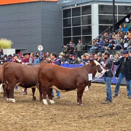 Corrientes exhibe su potencial ganadero y genético en la Expo Rural de Palermo