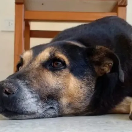 Alvear despide a Pichino, el perro que se ganó el corazón de todo un pueblo