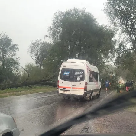 Fuerte temporal azotó la Tercera Sección El Carmen: caída de árboles, postes y cortes de energía