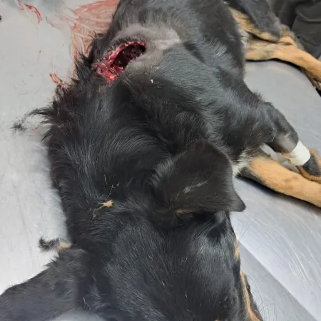 Mató de un escopetazo al perro de su vecino y la Policía Rural lo puso tras las rejas