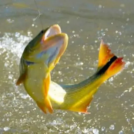 Corrientes habilitó nuevamente la pesca en el Paraná tras finalizar la veda extraordinaria
